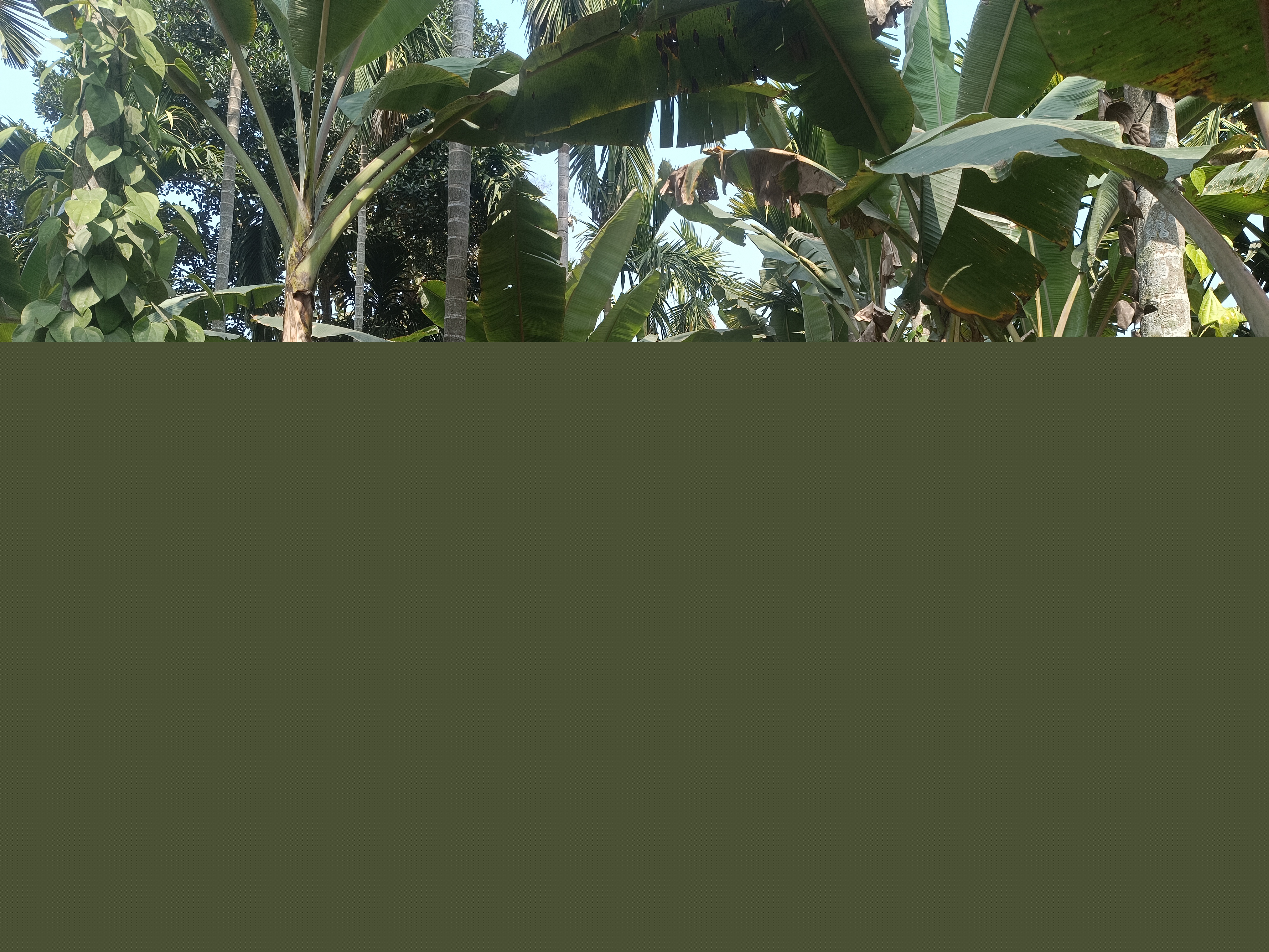 Arecanut Based Multistoried cropping system